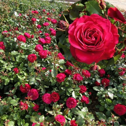 Rosa 'Meilove Rouge' - Roos 'Meilove Rouge' C4/4L